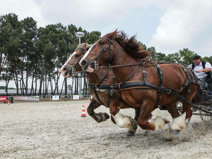 Salon Equitaine 2018