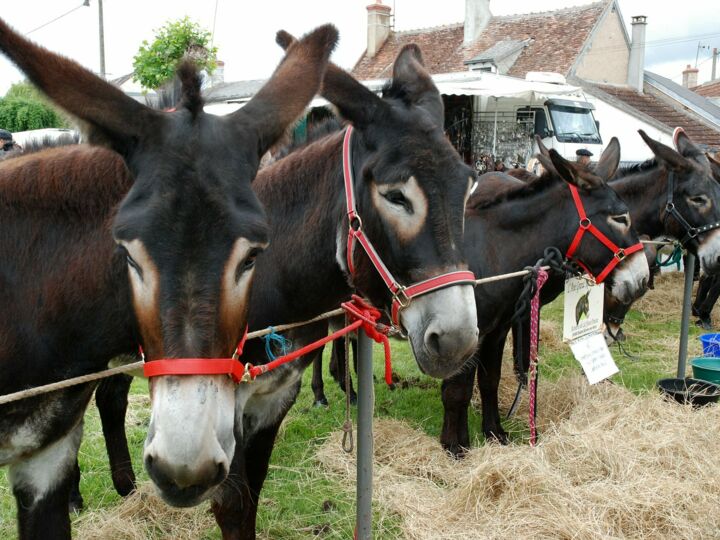Foire aux ânes et aux mules 2021