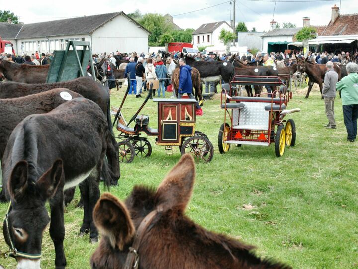 Foire aux ânes et aux mules 2021