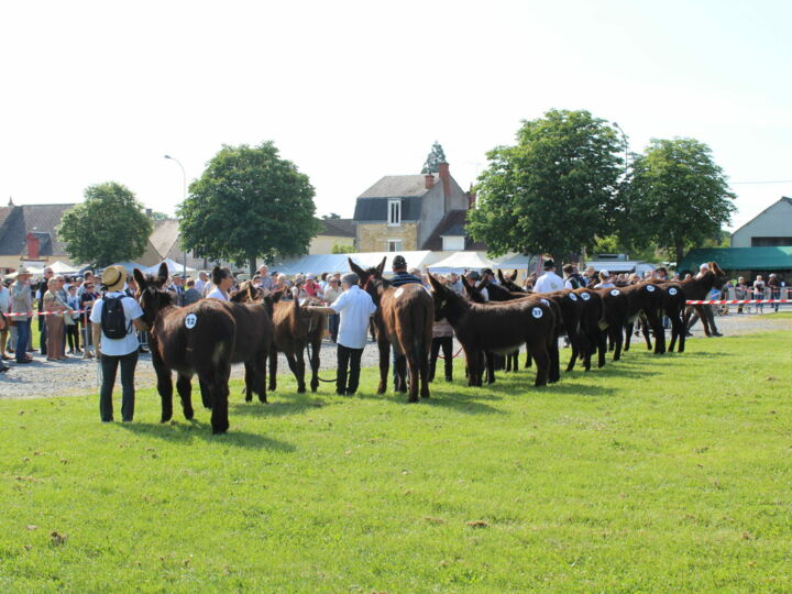 Foire aux ânes et aux mules 2024 - ABC Salles