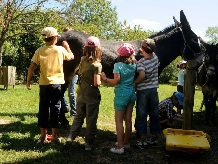 Foire aux ânes et aux mules 2022