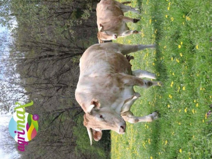 Agrimax 2026