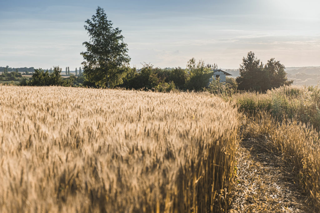 Adobe Stock - Photo d'illustration - La tendance cottagecore est née sur Internet et va vous faire aimer la chaleur et l'authenticité de la campagne.