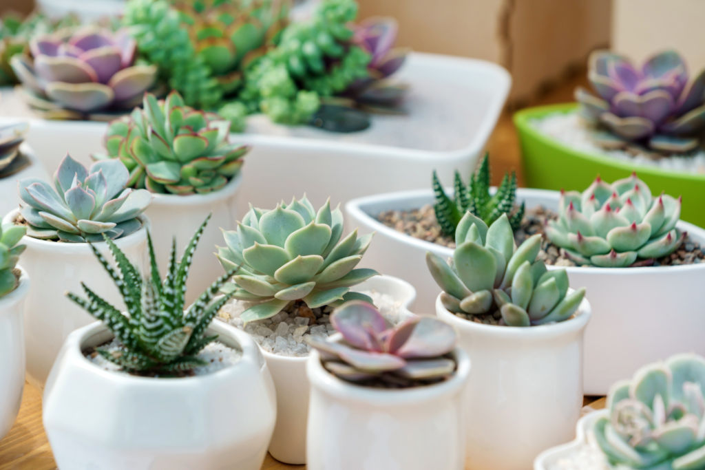 Adobe Stock - Faciles d'entretien, les plantes grasses que sont les succulentes égayent les intérieurs, des bureaux aux étagères sur lesquelles elles sont posées.