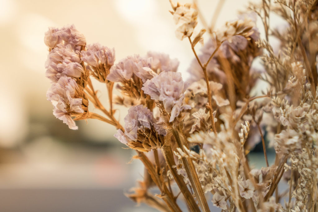 Adobe Stock - Photo d'illustration - De fleurs séchées couleur rose poudré parfaites pour égayer et apporter une touche de douceur à votre décoration d'événement ou votre intérieur.