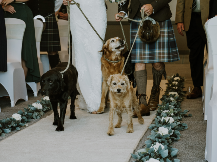 Quels sont les rôles des animaux de compagnie dans les cérémonie de mariage ?