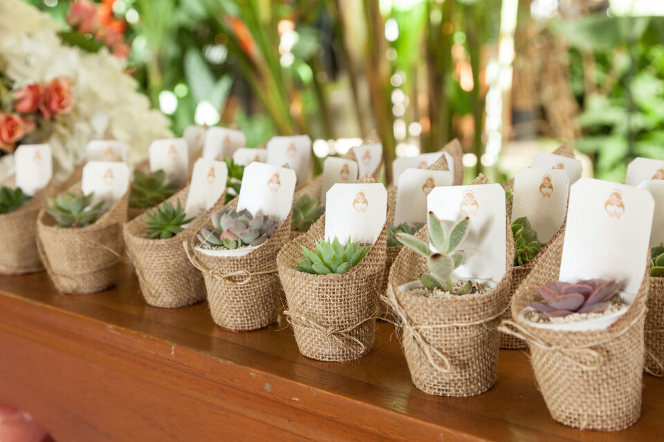 Adobe Stock - photo d'illustration - Des petites plantes soigneusement disposées dans des panier tressés, un cadeau éco-responsable et original.