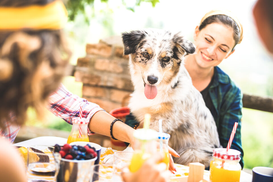 Adobe Stock - Un beau moment de complicité entre ce chien et sa maîtresse lors d'un déjeuné entre amis.