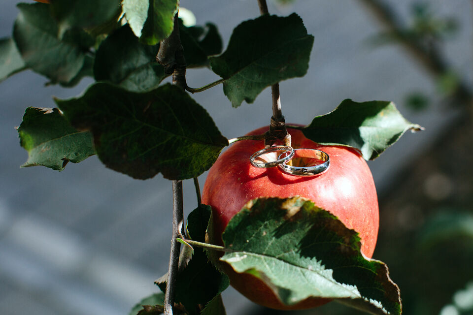 Adobe Stock - Une pomme, avec deux alliance délicatement déposées : un symbole de fécondité pour les futurs marié.e.s de confession zoroastrienne.<br>