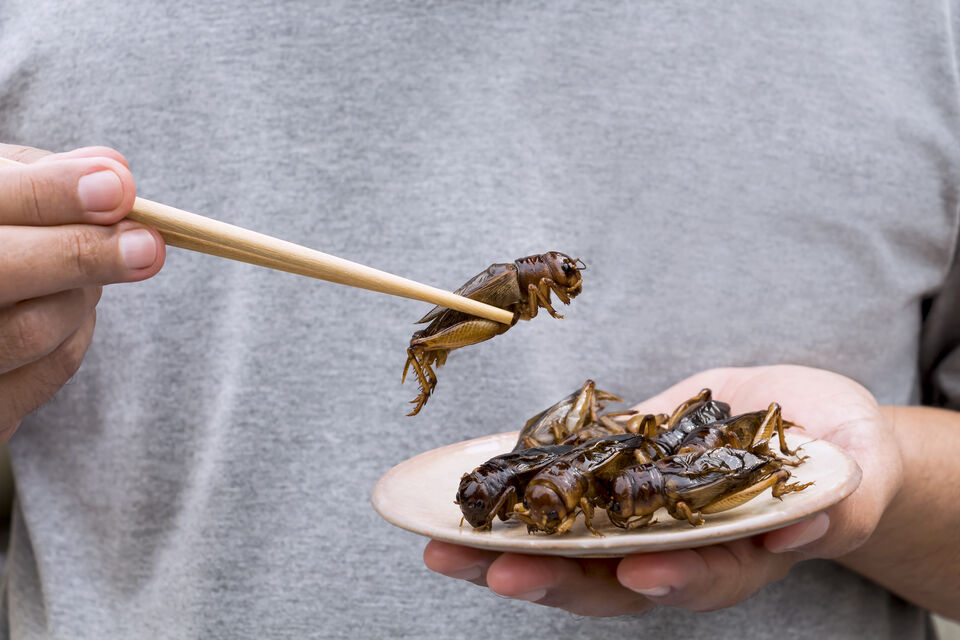 A Gap, la start-up Temebryo veut mettre des insectes dans nos assiettes