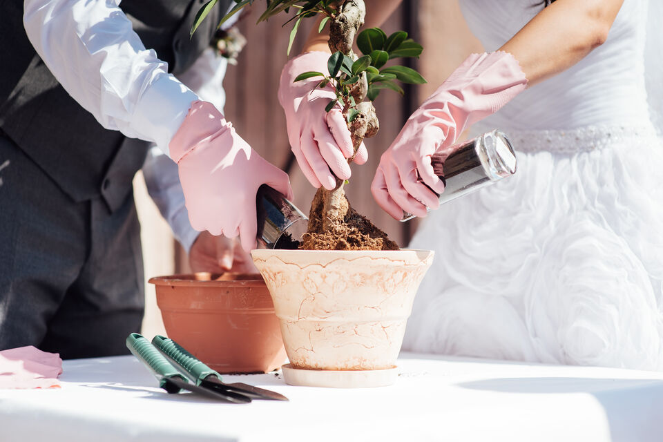 Petit plant d'arbre à offrir à ses invités de mariage