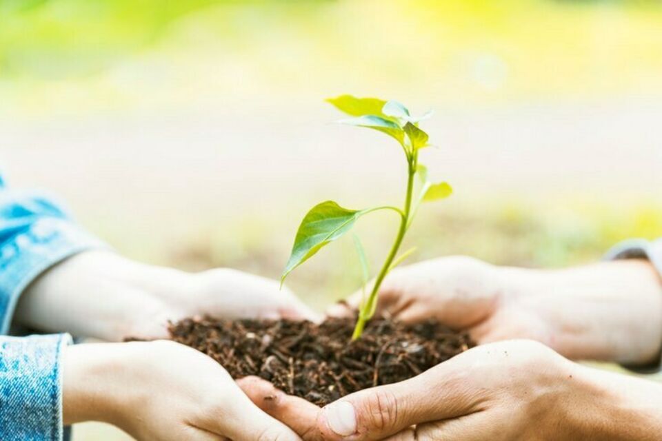 Freepik - Photo d'illustration - Le rituel de l'arbre lors d'un mariage est un moment symbolique où les mariés plantent ensemble un arbre, représentant la croissance et l'unité de leur amour.