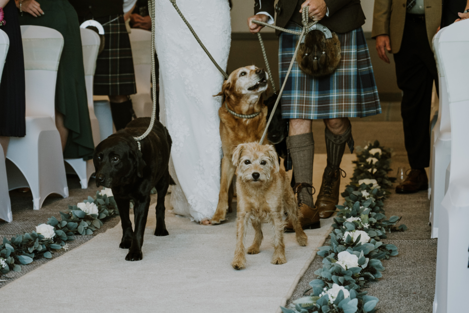 Adobe Stock - Photo d'illustration - Les animaux de compagnie, membres des familles au sein desquels ils vivent, peuvent occuper de nombreux postes lors des mariages de leurs maîtres.
