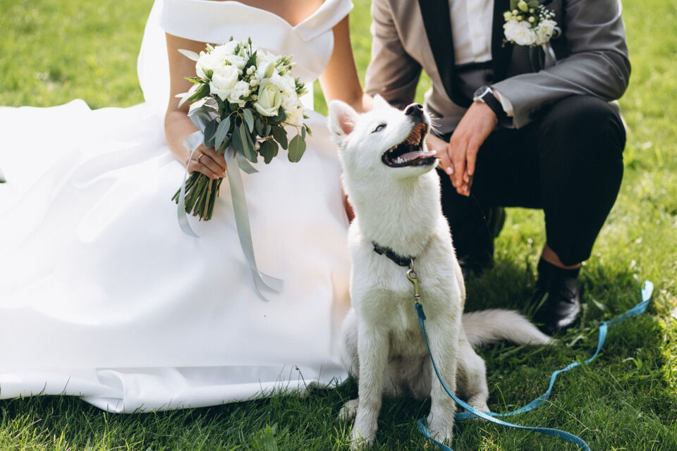 Freepik - Photo d’illustration - Inclure ses animaux de compagnie dans son mariage peut ajouter une touche personnelle et unique à la cérémonie, tout en créant des souvenirs inoubliables pour les mariés et leurs invités, mais cela peut parfois avoir un impact négatif si certaines erreurs ne sont pas évitées.