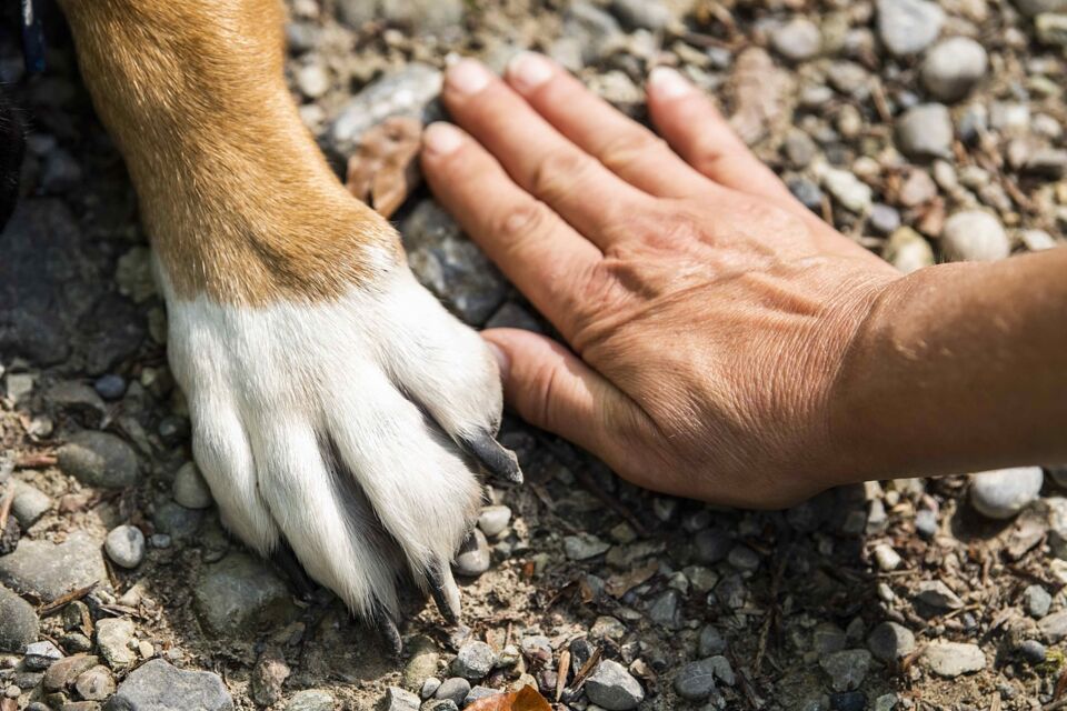 Pixabay - Photo d'illustration - Un animal n'est pas uniquement un animal de compagnie, c'est un compagnon de vie. Raison pour laquelle celui-ci est de plus en plus souvent intégré aux événement familiaux comme les mariages.