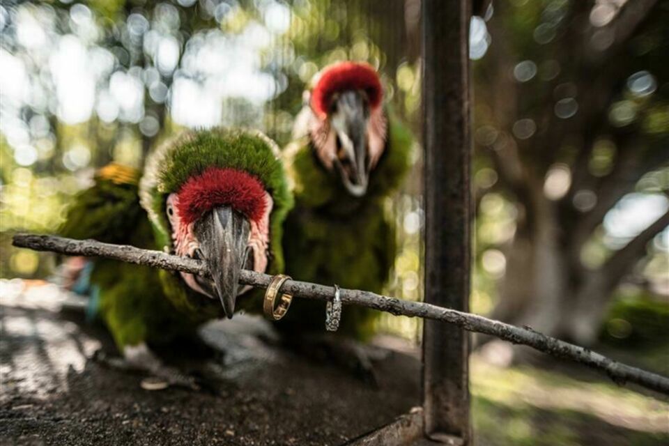 Adobe Stock - Photo d'illustration - Les perroquets, porteurs d'alliances originaux, transportent les précieux anneaux délicatement accrochés à une branche, ajoutant une touche d'originalité et de charme naturel à votre cérémonie.