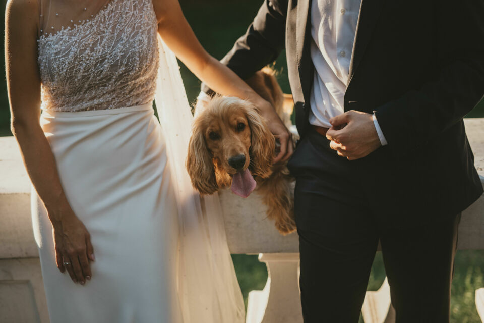 Adobe Stock - Photo d'illustration - À l'occasion du National Pet Day, découvrez comment nos chiens agissent en véritables médiateurs des liens humains et créateurs de belles histoires d'amour