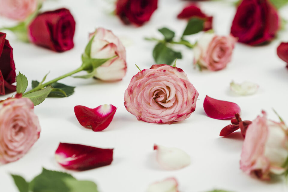 Freepik Photo d'illustration :Le 17ᵉ anniversaire de mariage est associé à la rose, symbole universel d’amour, de tendresse et de passion. Comme une rose, un couple de 17 ans d’union a connu des printemps lumineux, des épines à surmonter, mais conserve intacte sa beauté et son éclat.