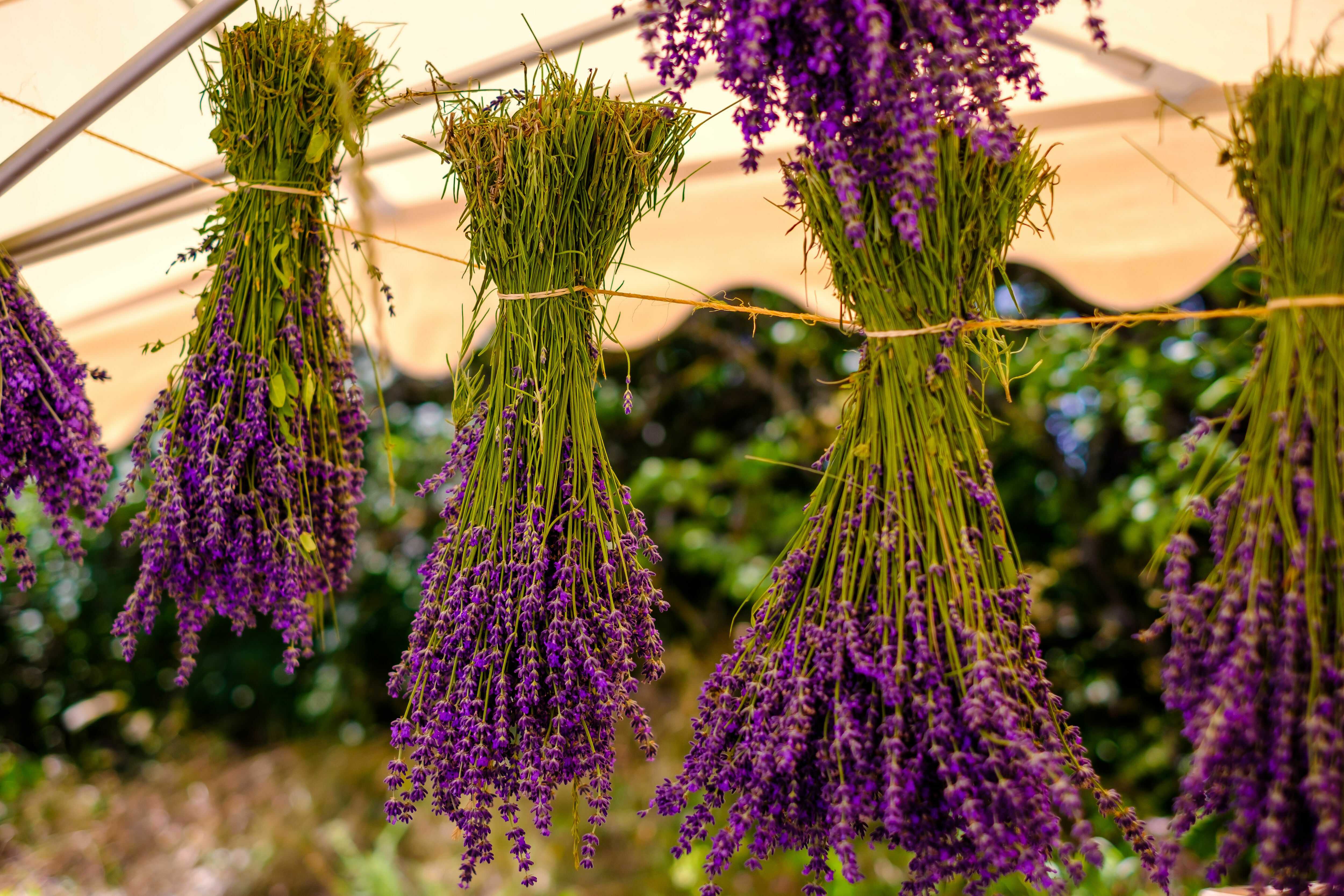 Adobe Stock - Photo d'illustration - Fleurs de lavande suspendues à l'envers pour un séchage express.