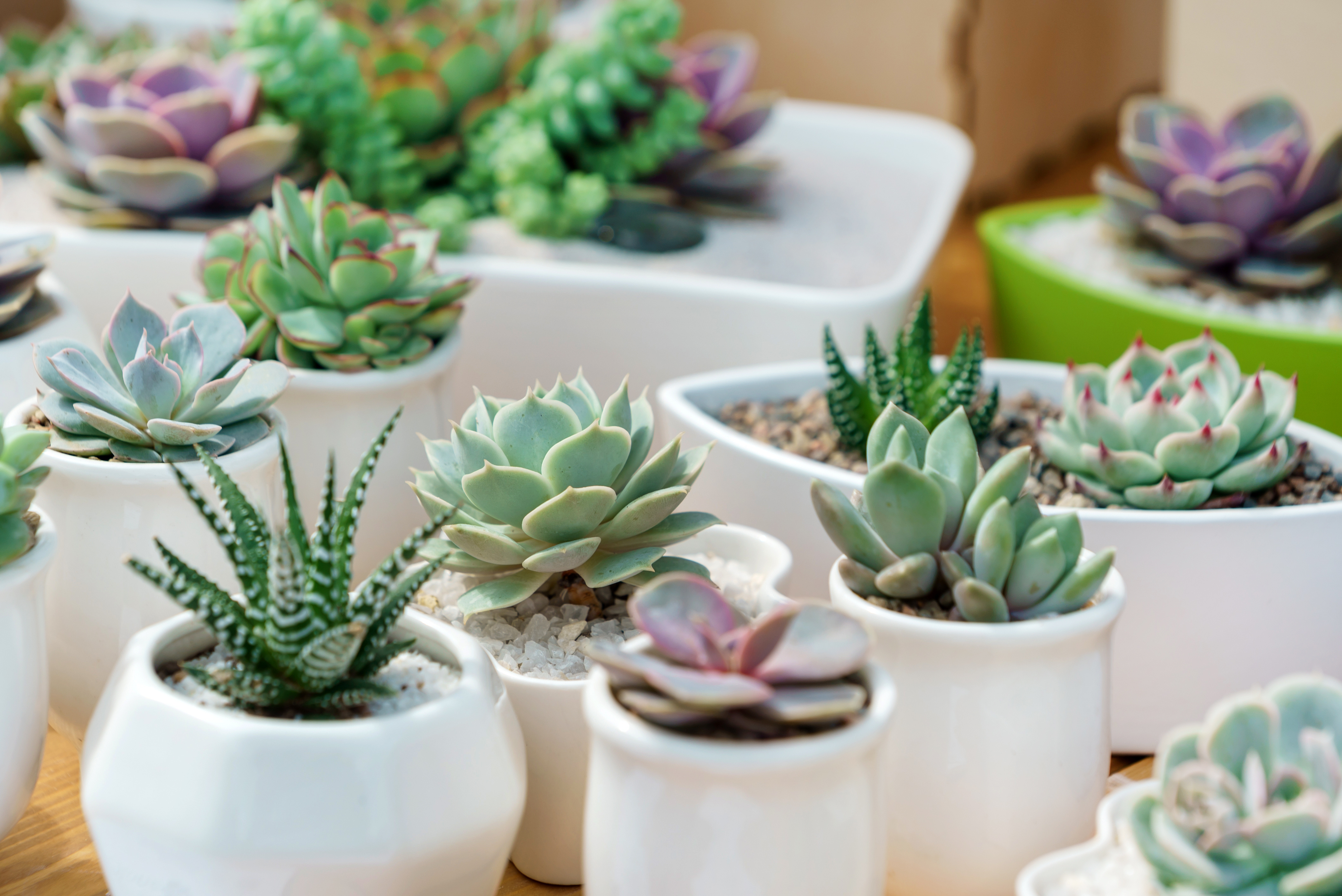 Adobe Stock - Faciles d'entretien, les plantes grasses que sont les succulentes égayent les intérieurs, des bureaux aux étagères sur lesquelles elles sont posées.