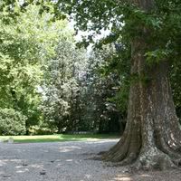 Platane tri centenaire de la cour principale