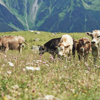 Waldhuus Davos