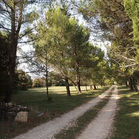 Allée es pins et parking