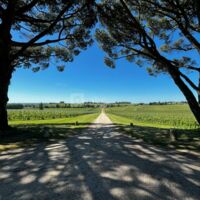 VUE IMPRENABLE SOUS LES PINS PARASOL AVEC COUCHER DU SOLEILE PARFAIT POUR PHOTO DE COUPLE