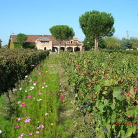Salle de réception vue depuis les vignes