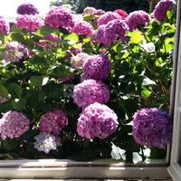 Fleurs d'été