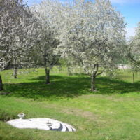 Le verger au printemps