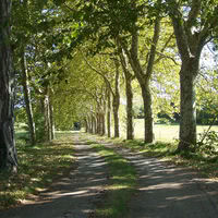 Allée d'accès