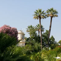 Les Pins Penchés