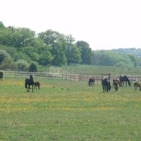 Chevaux dans les herbages du haras