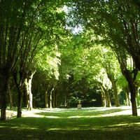 Allée des tilleuls