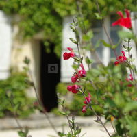 Fleurs et maison