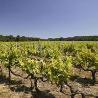 Domaine de la Paille Basse