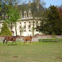 Chevaux en liberté