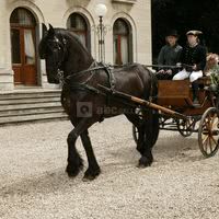 Mariage en calèche