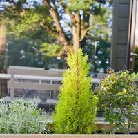 Jardin