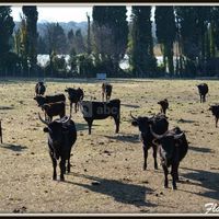 Les habitants