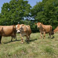Vaches jersiaises