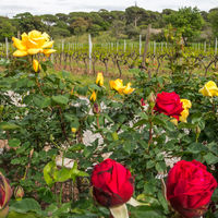 Le Clos des Roses