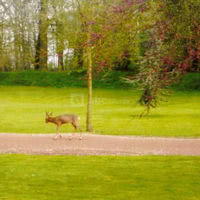 Le parc