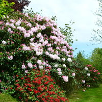 Château de Carneville - parc