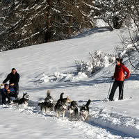Chiens de traîneaux