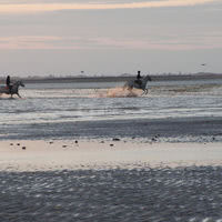 A pied ou à cheval, les joies de la plage