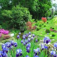Iris