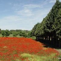 Une Campagne en Provence