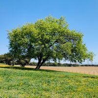 Château Saint Maurice
